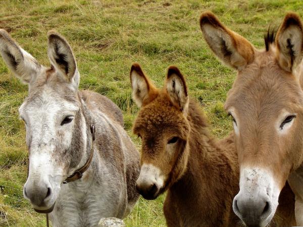 Donkey Basic Care - Donkey Behavior and Sociability