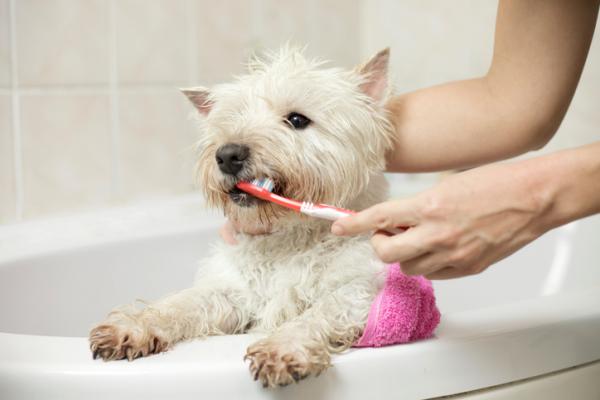 Hjemmemedisiner for dårlig ånde hos hunder - Hjemmetannhygiene