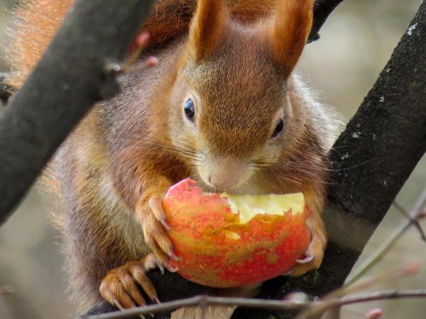 Alt om å mate ekornet - Voksen og baby - Hvordan mate et ekorn?