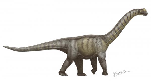 Long Neck Dinosaurs - Egenskaper og eksempler - Camarasaurus