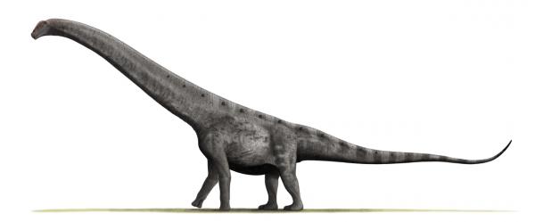 Long Neck Dinosaurs - Egenskaper og eksempler - Argentinosaurus