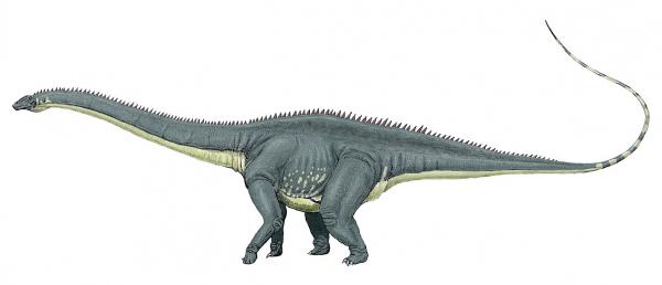 Long Neck Dinosaurs - Egenskaper og eksempler - Diplodocus