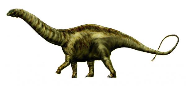 Long Neck Dinosaurs - Egenskaper og eksempler - Apatosaurus