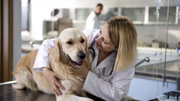 Ingefær til hunder - Dosering og fordeler - Hvordan gi ingefær til hunder? 