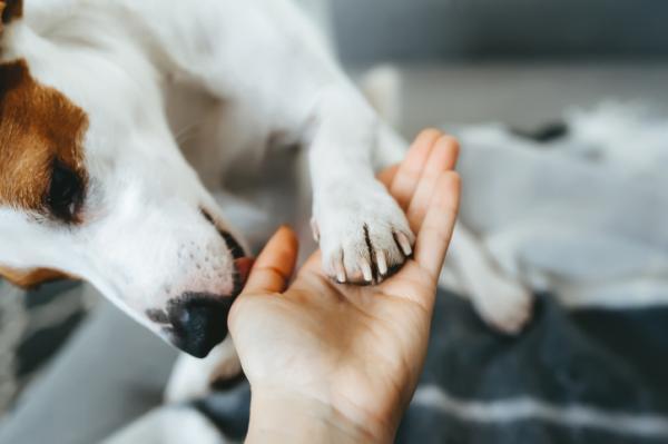 Hvorfor slikker hunden min hendene mine?  - Hvorfor slikker hunden min hendene mine?