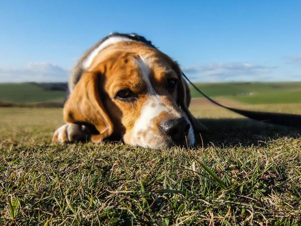 Hjemmemedisiner for diaré hos hunder - Probiotika for hunder