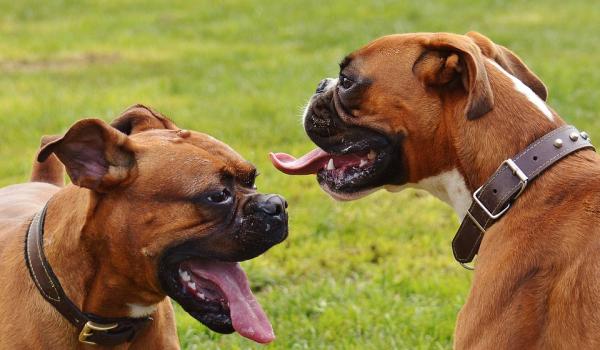 Hjemmemedisiner for gastritt hos hunder - Gastritt hos hunder