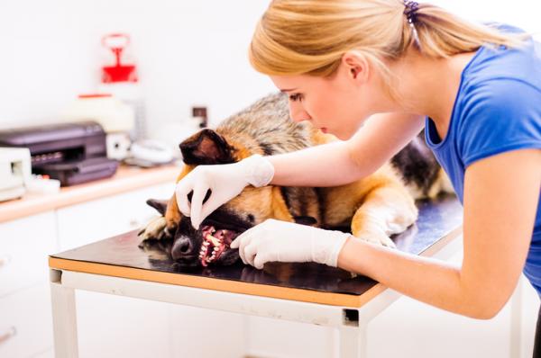 Vanlige tannhelsesykdommer hos hunder - hvordan forhindre disse sykdommene?