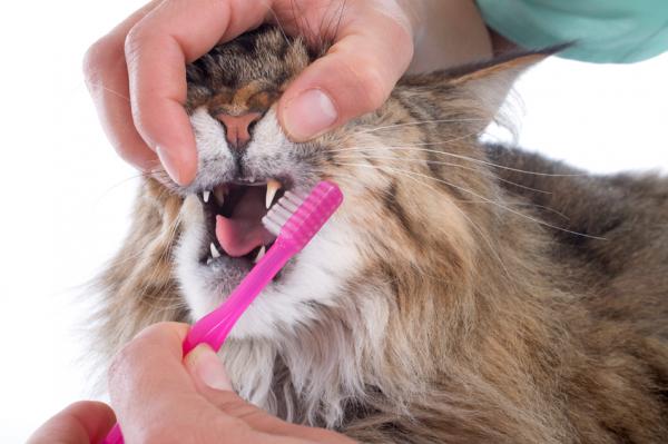 Hjemmemedisiner for gingivitt hos katter - Tannbørsting, hovedmiddel for oral infeksjon hos katter