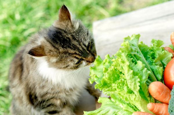 Hjemmemedisiner for gingivitt hos katter - Kosthold og mat for katter med gingivitt
