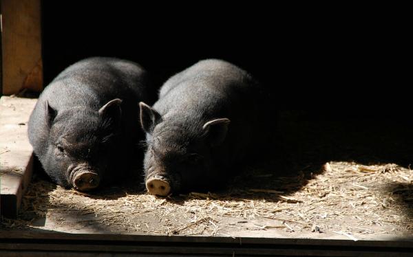 De vanligste sykdommene hos vietnamesiske griser - Aujeszkys sykdom
