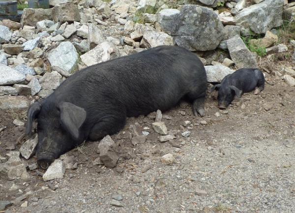 De vanligste sykdommene hos vietnamesiske griser - Pleuropneumoni hos svin 