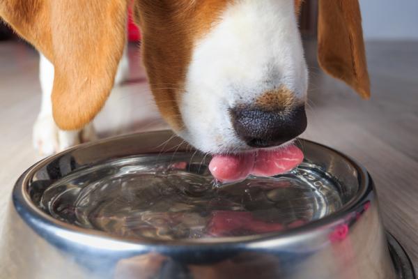 Hjemmemedisiner for urininfeksjon hos hunder - Hjemmemedisiner for urininfeksjon hos hunder - Forebygging