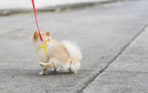 Hjemmemedisiner for urininfeksjon hos hunder - Urininfeksjon hos hunder