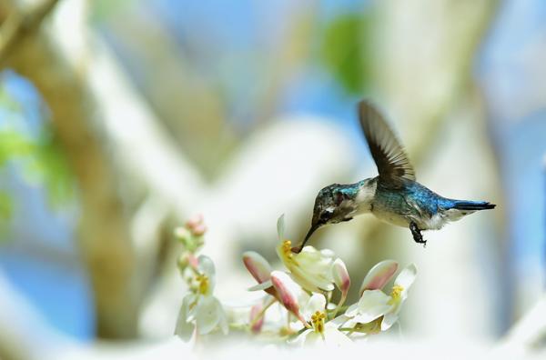 Luftdyr - Eksempler og egenskaper - 4. Hummingbird (Mellisuga helenae)