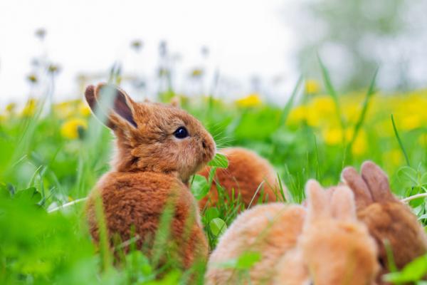 Planter som kaniner kan spise - Planter som en kanin kan spise
