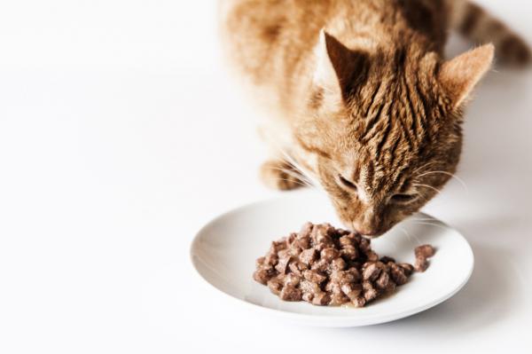 Hjemmemedisiner for lopper hos katter - Mat: gjør katten din uappetittlig