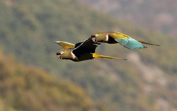 10 eksotiske fugler i Chile - 7. Tricahue papegøye