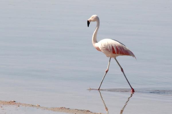 10 eksotiske fugler i Chile - 2. Chilensk flamingo