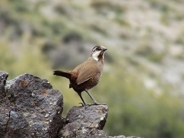 10 eksotiske fugler i Chile - 5. Tyrkisk