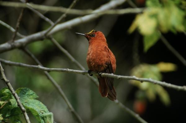 10 eksotiske fugler i Chile - 8. Juan Fernándezs kolibri