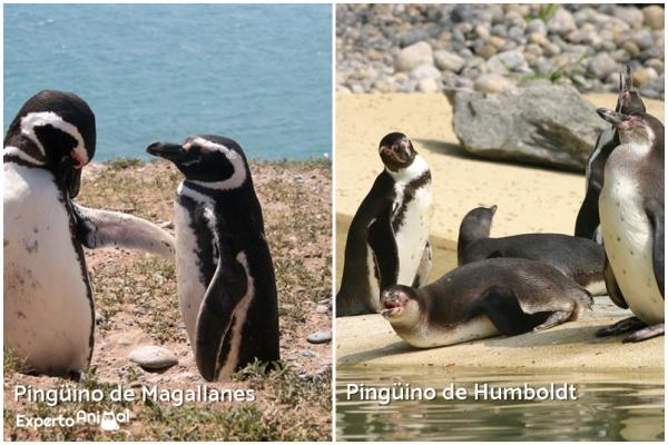 10 eksotiske fugler i Chile - Pingviner