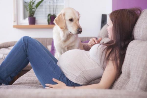 Forutsier hunder graviditet?  - Hvordan oppdager en hund en graviditet?