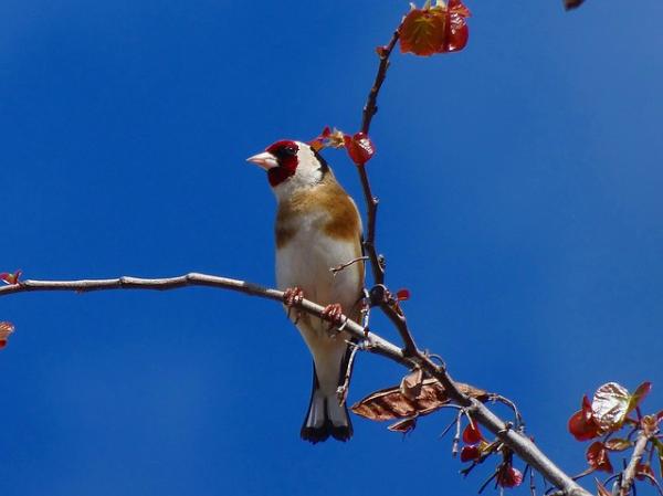 Seed Eating Birds - Goldfinch