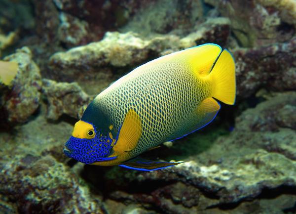 Den vakreste marine fisken i verden - 8. Blå ansikt angelfish 