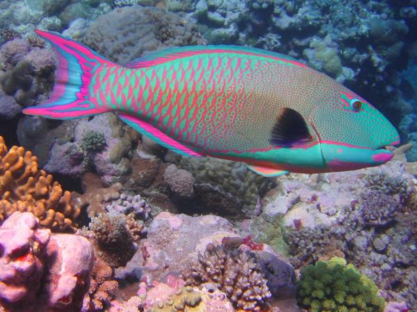 Den vakreste marine fisken i verden - 3. Papegøyefisk