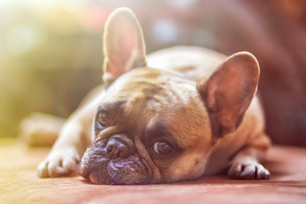 Hjemmemedisiner for tarmparasitter hos hunder - Gå til veterinæren