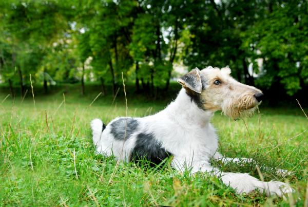 De vanligste sykdommene hos Fox Terrier - De vanligste sykdommene hos trådhårede Fox Terriers 
