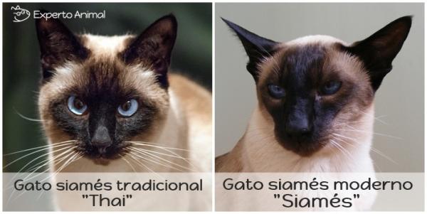 Siamesisk katt diett - Den ideelle vekten til den siamesiske katten
