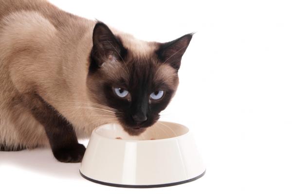 Siamese cat diet - Hjemmelaget diett