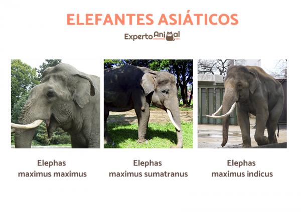 Typer elefanter og deres egenskaper - Typer asiatiske elefanter