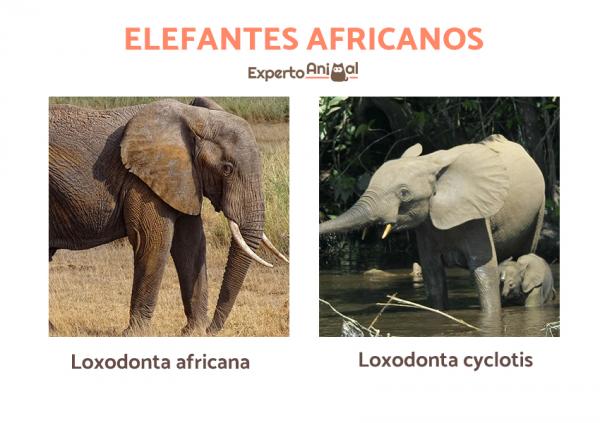 Typer elefanter og deres egenskaper - Typer afrikanske elefanter