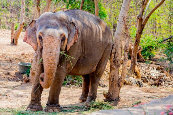 Typer elefanter og deres egenskaper - Egenskaper for elefanter