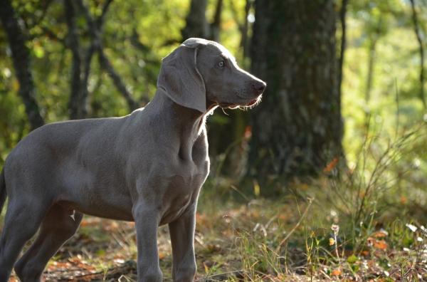 De vanligste sykdommene hos Weimaraner -hunder - Dysplasi av hofte og albue