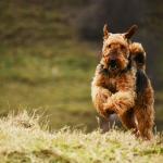 1631628738 102 Airedale terrier