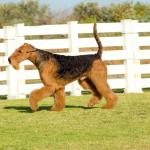 1631628738 243 Airedale terrier
