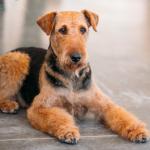 1631628738 364 Airedale terrier