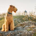 1631628738 64 Airedale terrier