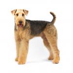 1631628738 89 Airedale terrier