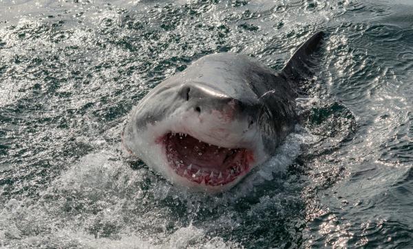 Shark Trivia - Den gigantiske og fryktede kjeven til haier