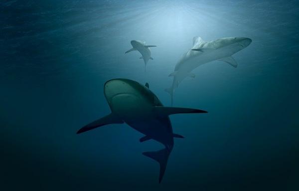 Shark Trivia - Sharks GPS er Jordens magnetfelt