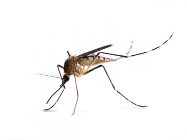 Hjemmelaget myggmiddel for hunder - Hvordan unngå myggstikk på hunder?