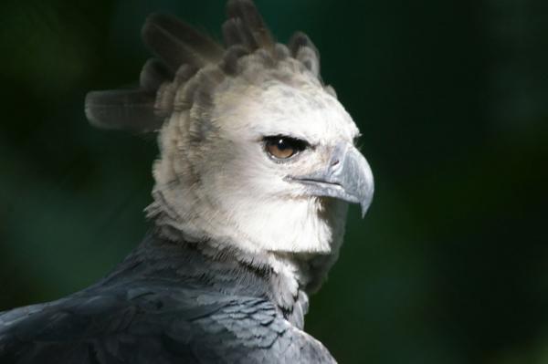Eksotiske fugler i Venezuela - 4. Harpy Eagle