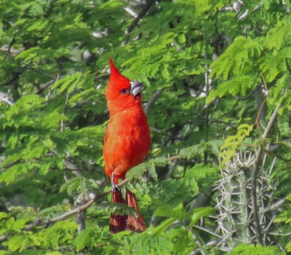 Eksotiske fugler i Venezuela - 3. Kardinal