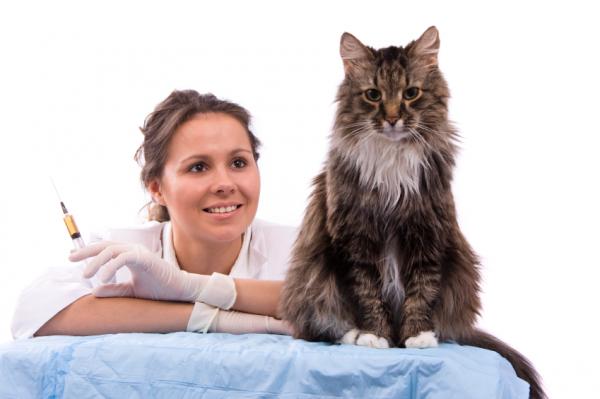 Kattevaksinasjonskalender - Hvilken vaksinasjonskalender for katter bør vi følge i Spania?