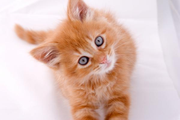 Vaksinasjonskalender for katter - Fra hvilken alder skal vi vaksinere kattungen vår?